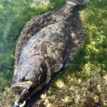 初心者でも安心。簡単に始められる釣り方「サビキ釣り」「泳がせ釣り」「ライトショアジギング」をご紹介!